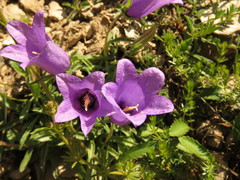 Campanula alpestris