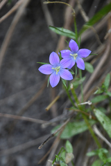 Campanula spatulata
