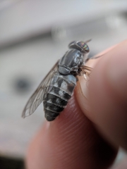 Hybomitra microcephala