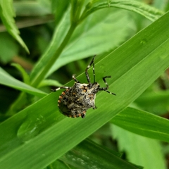 Apateticus lineolatus