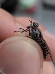 Hybomitra microcephala