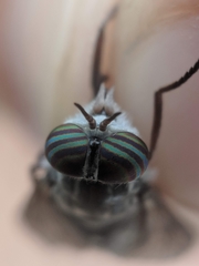 Hybomitra microcephala