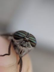 Hybomitra microcephala