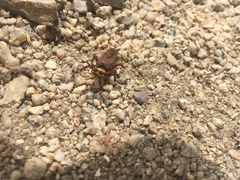 Scolia picteti