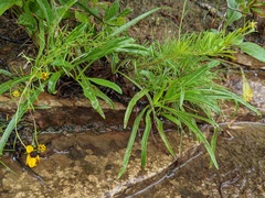 Coreopsis pulchra