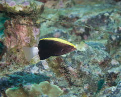 Hawaiian Hogfish photo 4