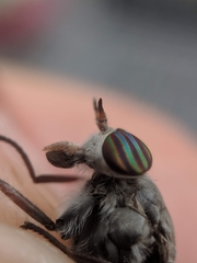 Hybomitra microcephala