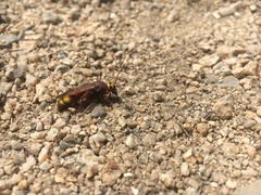 Scolia picteti