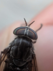 Hybomitra microcephala