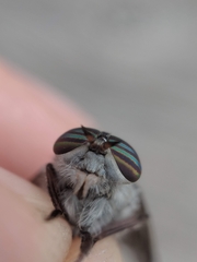 Hybomitra microcephala