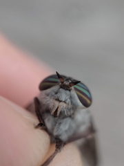 Hybomitra microcephala