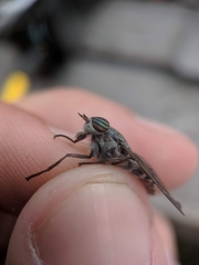 Hybomitra microcephala