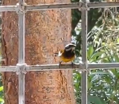 Spindalis zena benedicti