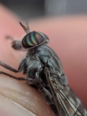 Hybomitra microcephala