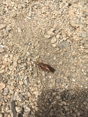 Scolia picteti