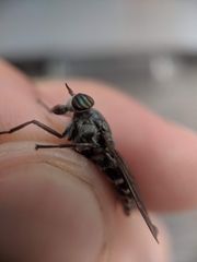 Hybomitra microcephala