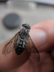 Hybomitra microcephala