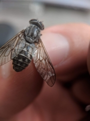 Hybomitra microcephala