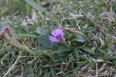 Senecio macrocephalus