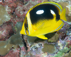 Chaetodon quadrimaculatus