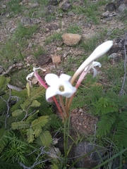 Polianthes longiflora