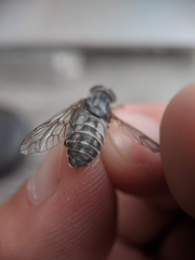 Hybomitra microcephala