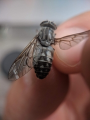 Hybomitra microcephala