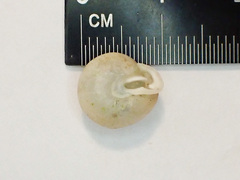 Inflectarius inflectus