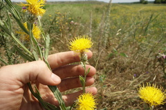 Centaurea chartolepis