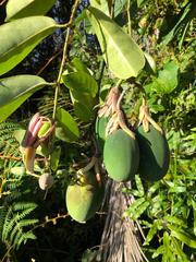 Passiflora contracta