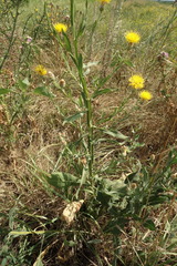 Centaurea chartolepis