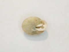 Inflectarius inflectus