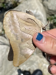 Archaeoprepona demophon centralis