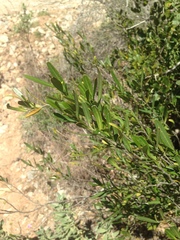 Cneorum tricoccon