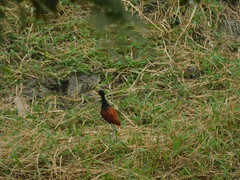 Jacana jacana