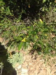 Cneorum tricoccon