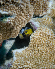 Gymnothorax rueppelliae