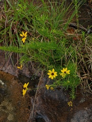 Coreopsis pulchra