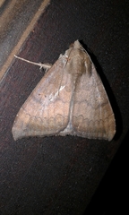 Achaea finita