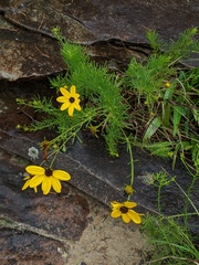 Coreopsis pulchra