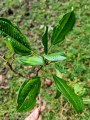 Miconia oerstediana