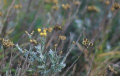 Helichrysum anomalum