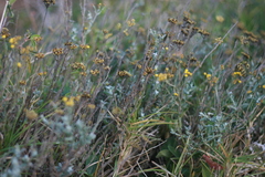 Helichrysum anomalum