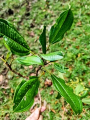 Miconia oerstediana