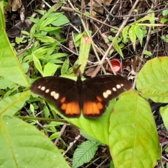 Drucina leonata