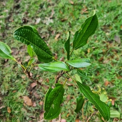 Miconia oerstediana