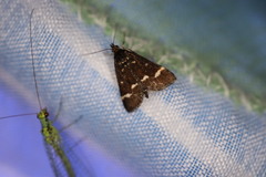 Pyrausta nigrata