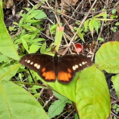 Drucina leonata