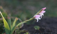 Gladiolus ochroleucus