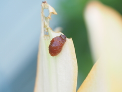 Lilioceris lilii
